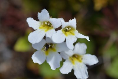 Ourisia macrophylla, photographed by Christopher Stephens