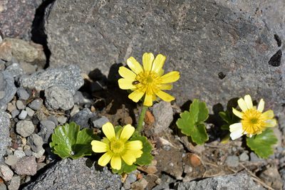 Ranunculus nivicola, photographed by Christopher Stephens