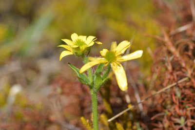 Ranunculus nivicola, photographed by Christopher Stephens