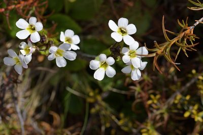 Ourisia macrophylla, photographed by Christopher Stephens