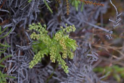 Coriaria pteridoides, photographed by Christopher Stephens