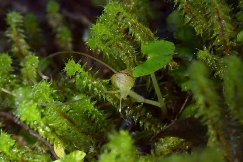 Corybas walliae, photographed by Christopher Stephens