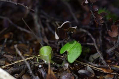 Corybas walliae, photographed by Christopher Stephens
