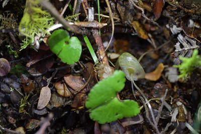 Corybas walliae, photographed by Christopher Stephens