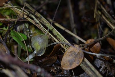 Corybas walliae, photographed by Christopher Stephens