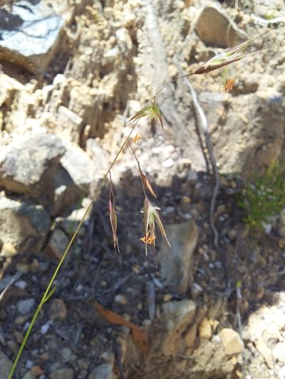Rytidosperma clelandii, photographed by insiderelic