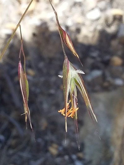 Rytidosperma clelandii, photographed by insiderelic