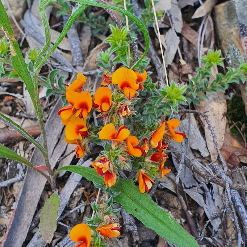 Pultenaea procumbens, photographed by Claudia Schipp