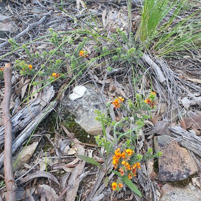 Pultenaea procumbens, photographed by Claudia Schipp