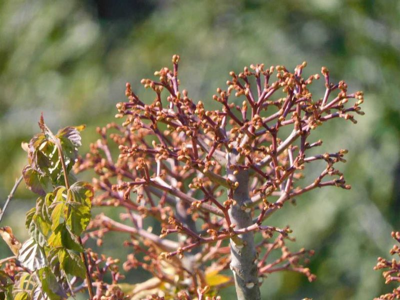 Euphorbia cupularis, photographed by Andrew Deacon