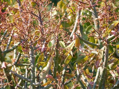 Euphorbia cupularis, photographed by Andrew Deacon