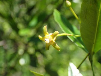 Secamone gerrardii, photographed by Mahomed Desai
