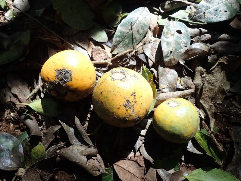 Strychnos gerrardii, photographed by Mahomed Desai