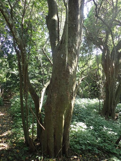 Strychnos gerrardii, photographed by Mahomed Desai