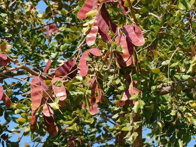 Albizia versicolor, photographed by Andrew Deacon