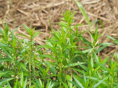 Hydrolea zeylanica, photographed by 葉子