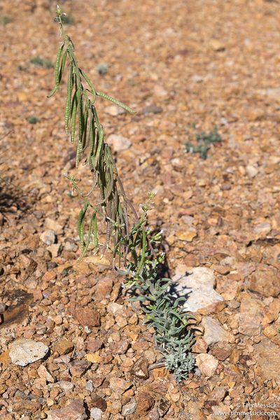 Boechera puberula, photographed by Tim Messick