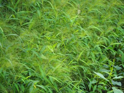 Cyrtococcum patens, photographed by 葉子