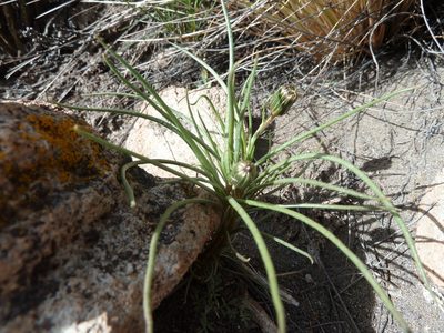 Senecio scorzonerifolius, photographed by Fabien Anthelme