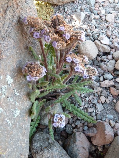 Phacelia nana, photographed by Fabien Anthelme