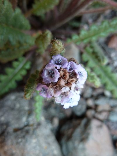 Phacelia nana, photographed by Fabien Anthelme