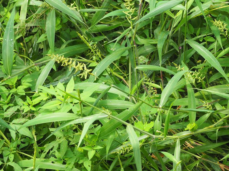 Setaria barbata, photographed by 葉子