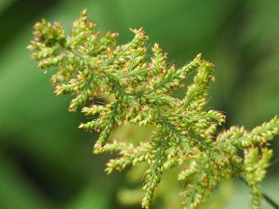 Setaria barbata, photographed by 葉子