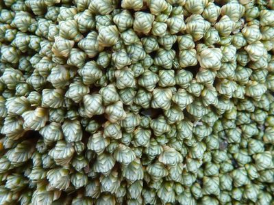 Pycnophyllum tetrastichum, photographed by Fabien Anthelme