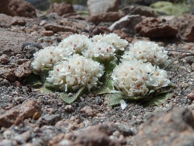Gomphrena meyeniana, photographed by Fabien Anthelme