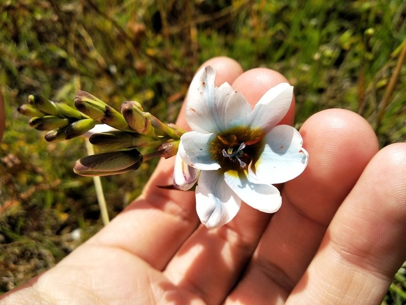 Ixia monadelpha, photographed by De Waal Hugo