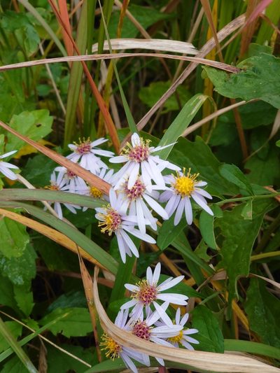 Aster microcephalus, photographed by WATANABE Hitoshi 渡辺仁