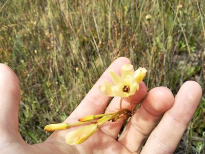 Ixia paniculata, photographed by De Waal Hugo