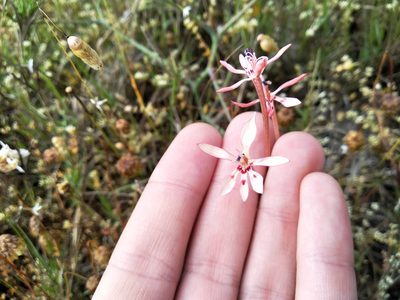 Lapeirousia anceps, photographed by De Waal Hugo