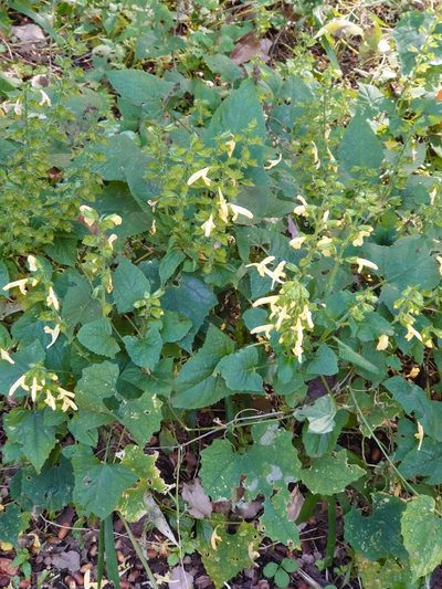 Salvia nipponica, photographed by WATANABE Hitoshi 渡辺仁