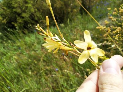 Ixia paniculata, photographed by De Waal Hugo
