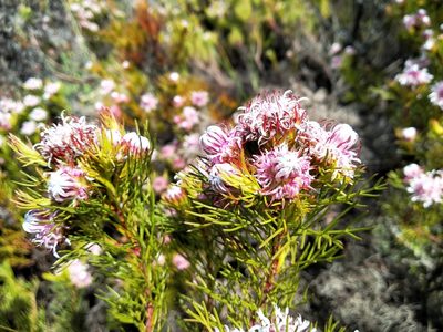 Serruria aemula, photographed by De Waal Hugo