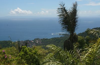 Arenga pinnata, photographed by Oleg Kosterin