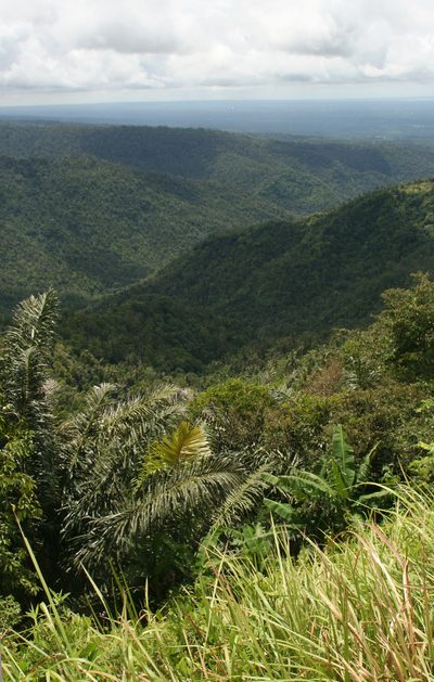 Arenga pinnata, photographed by Oleg Kosterin