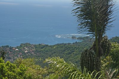 Arenga pinnata, photographed by Oleg Kosterin