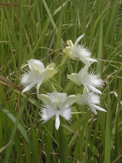 Pecteilis susannae, photographed by Oleg Kosterin