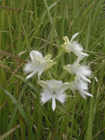 Pecteilis susannae, photographed by Oleg Kosterin