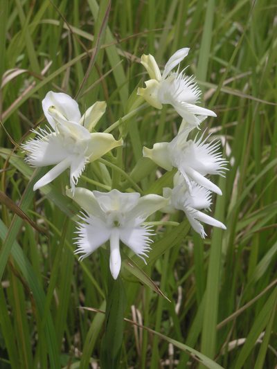 Pecteilis susannae, photographed by Oleg Kosterin