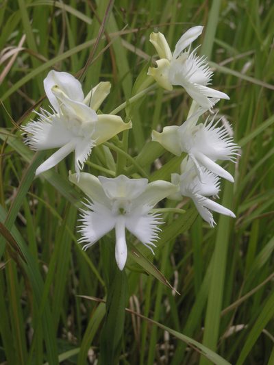 Pecteilis susannae, photographed by Oleg Kosterin