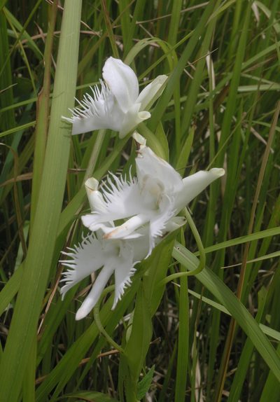 Pecteilis susannae, photographed by Oleg Kosterin