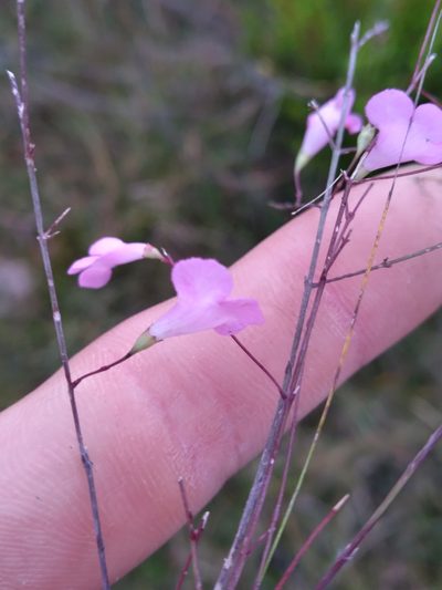 Agalinis filicaulis, photographed by Scott Ward