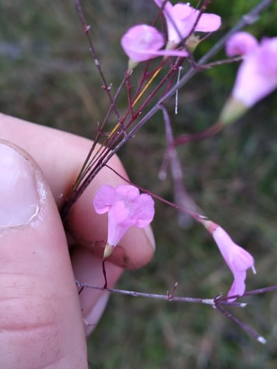 Agalinis filicaulis, photographed by Scott Ward