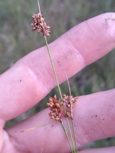 Rhynchospora marliniana, photographed by Scott Ward