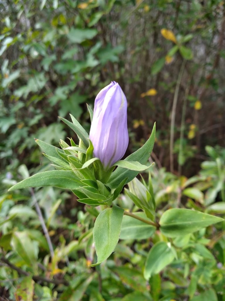 Gentiana catesbaei, photographed by Scott Ward