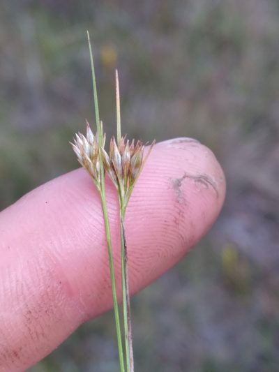 Rhynchospora macra, photographed by Scott Ward