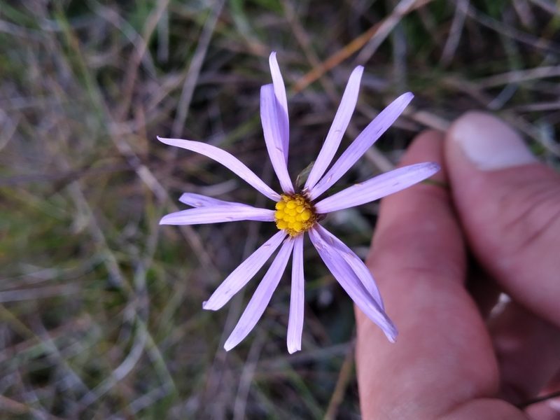 Symphyotrichum chapmanii, photographed by Scott Ward